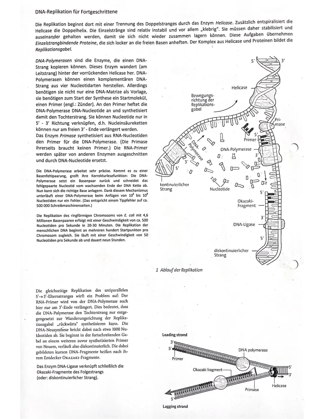 AUFBAU UND STRUKTUR DER DNA
Aufbau DNA-Nucleotiden
Nucleotide bestehen aus:
• einer von 4 Basen Adenin, Guanin, Cytosin, Thymin)
Welche verk