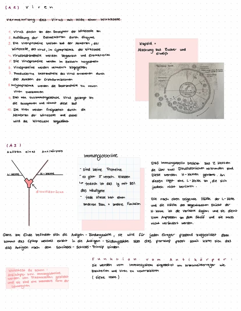 biologie Klassenarbeit
T
H EMEN
Geißel
(6)
aufbau von Viren und Bakterien (AA)
Vermehrung von Viren und Bakterien (A2)
Aufbau und funktion v