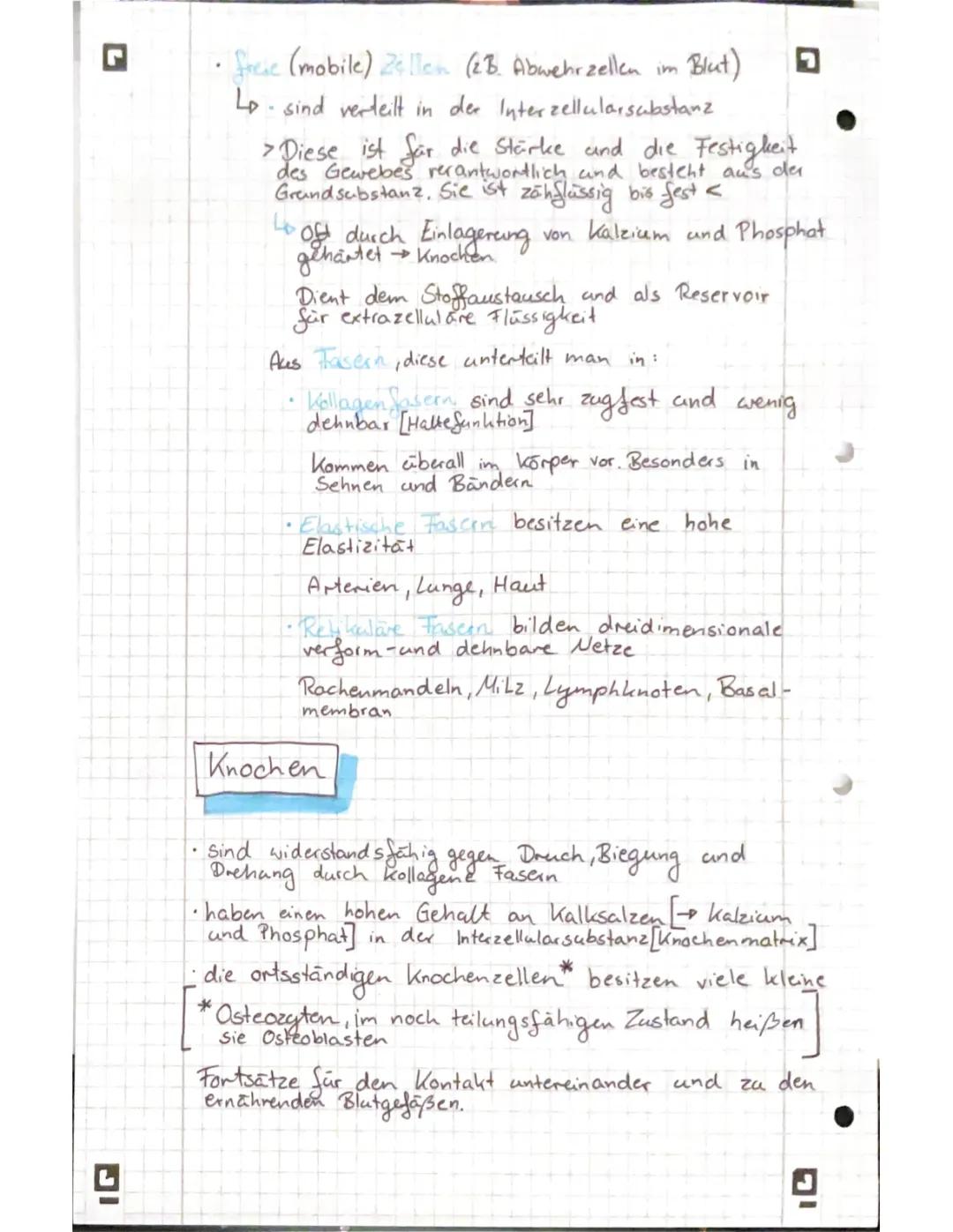 Binde- und Stützgewebe, Knochen, Knorpel