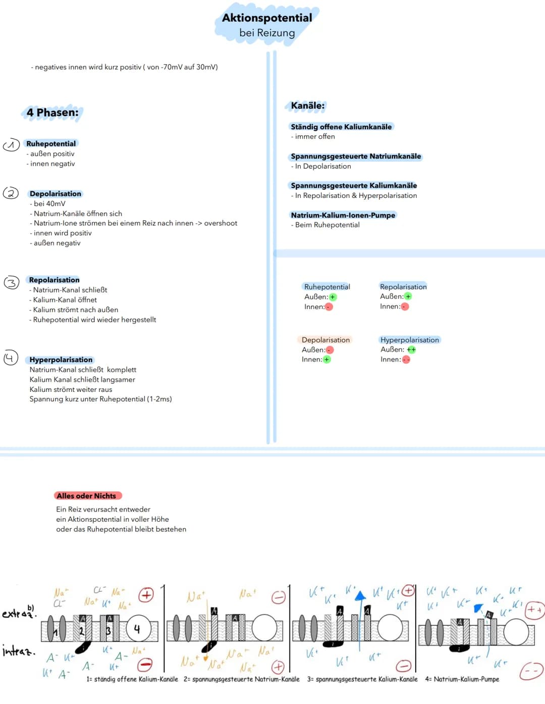 (3)
14
- negatives innen wird kurz positiv (von -70mV auf 30mV)
4 Phasen:
Ruhepotential
außen positiv
- innen negativ
Depolarisation
- bei 4