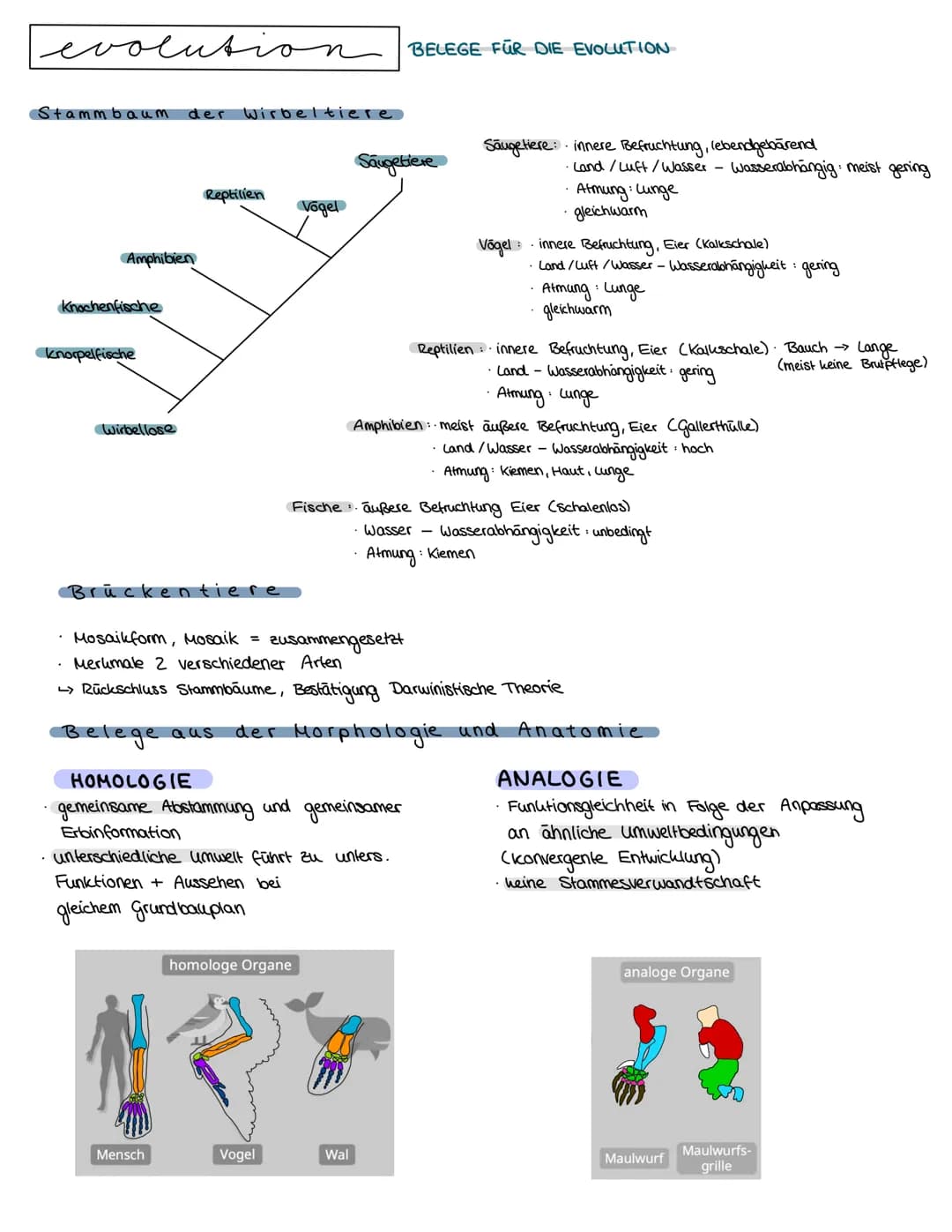 Semester 4
f
evolution O
O
evolution
O
0
LAMAR CK 1809 → Artenwandel durch Vererbung erworbener Eigenschaften
^-^-^
innerer Trieb zur Vervol