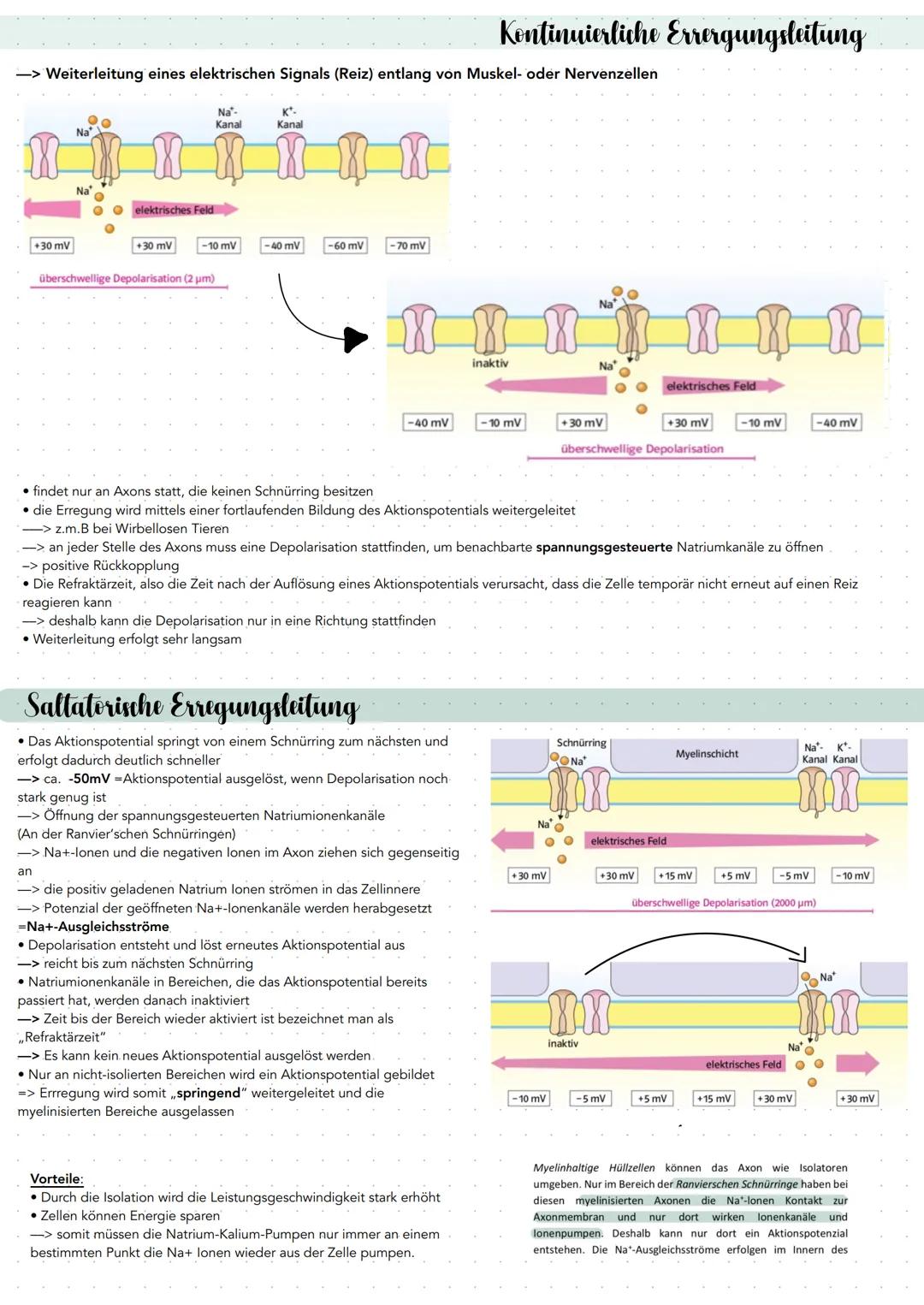 Kontinuierliche und Saltatorische Erregungsleitung 