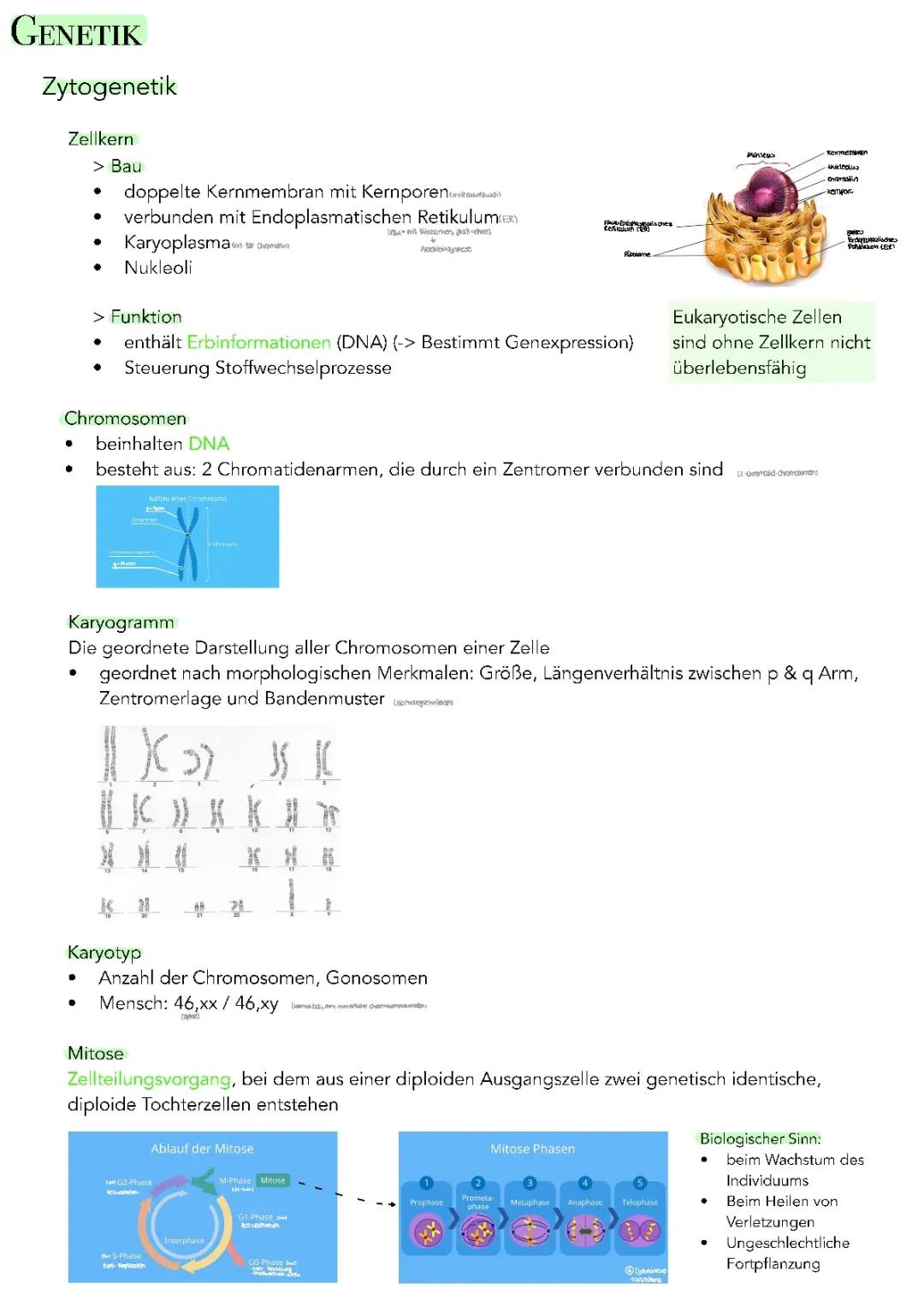 Genetik Abitur Zusammenfassung PDF – Mitose und DNA-Replikation einfach erklärt