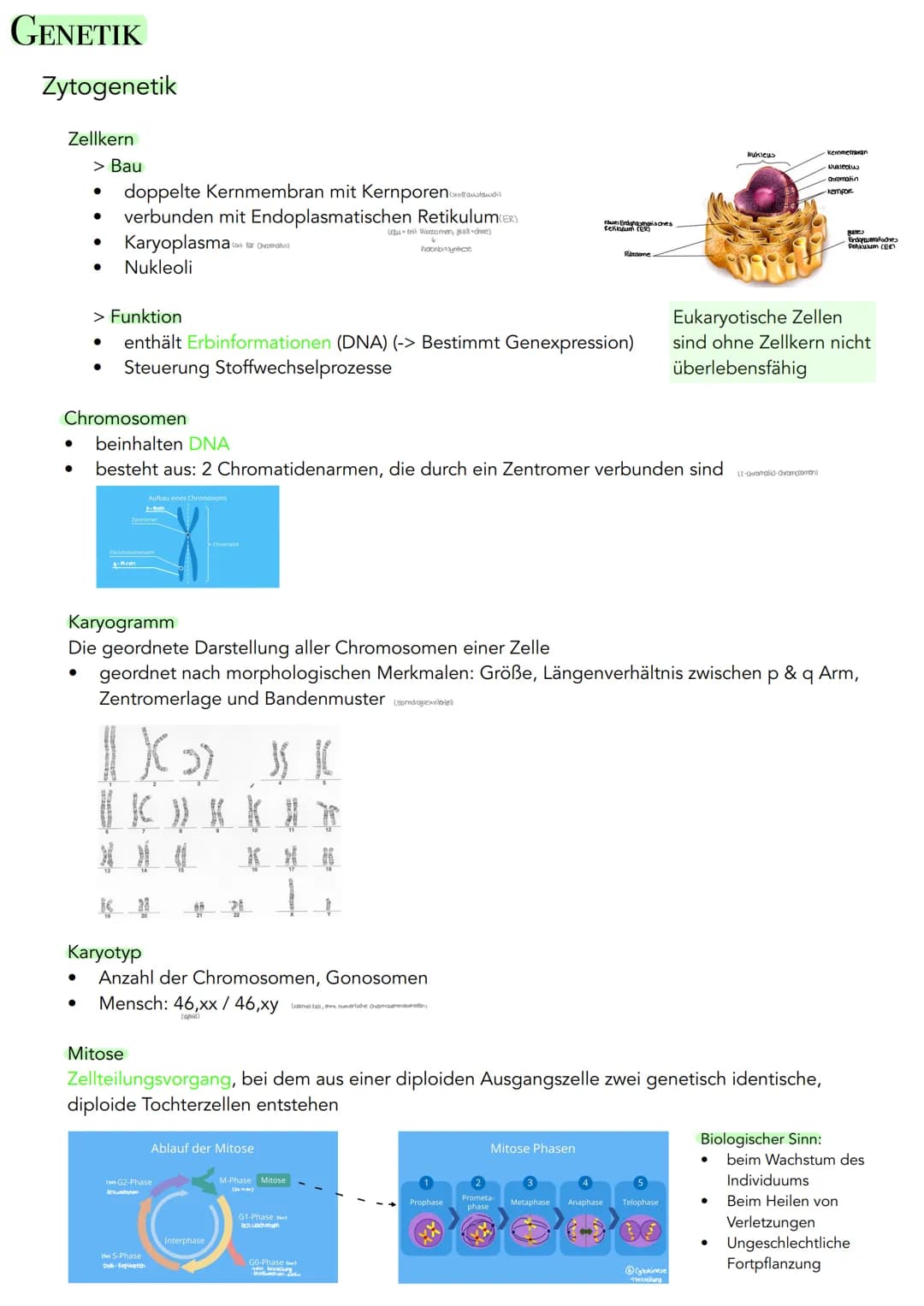 GENETIK
Zytogenetik
Zellkern
> Bau
●
●
●
●
●
|(stoffaustausch)
doppelte Kernmembran mit Kernporentof
verbunden mit Endoplasmatischen Retikul