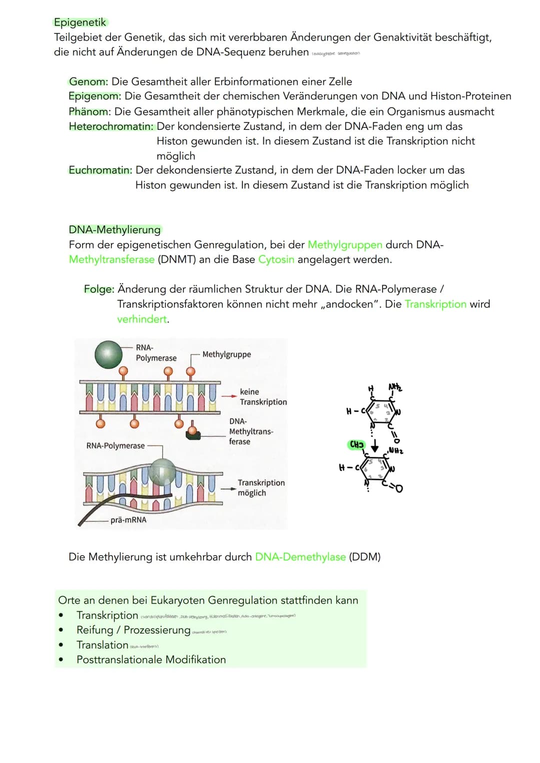 GENETIK
Zytogenetik
Zellkern
> Bau
●
●
●
●
●
|(stoffaustausch)
doppelte Kernmembran mit Kernporentof
verbunden mit Endoplasmatischen Retikul