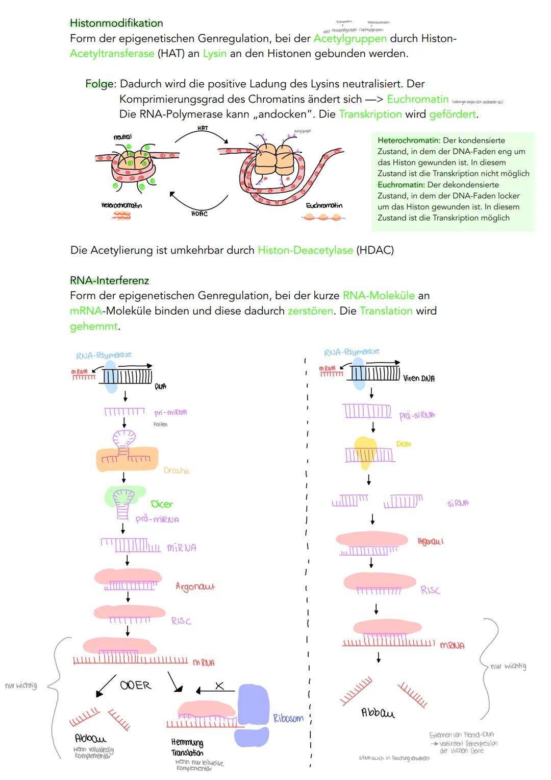 GENETIK
Zytogenetik
Zellkern
> Bau
●
●
●
●
●
|(stoffaustausch)
doppelte Kernmembran mit Kernporentof
verbunden mit Endoplasmatischen Retikul