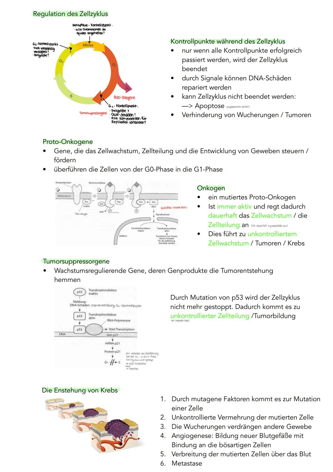 GENETIK
Zytogenetik
Zellkern
> Bau
●
●
●
●
●
|(stoffaustausch)
doppelte Kernmembran mit Kernporentof
verbunden mit Endoplasmatischen Retikul