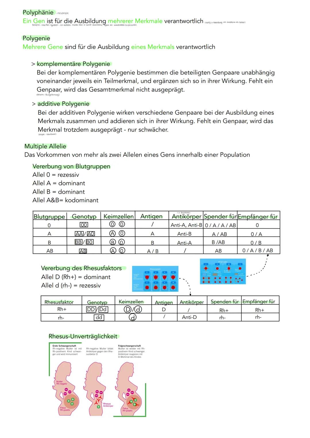 GENETIK
Zytogenetik
Zellkern
> Bau
●
●
●
●
●
|(stoffaustausch)
doppelte Kernmembran mit Kernporentof
verbunden mit Endoplasmatischen Retikul