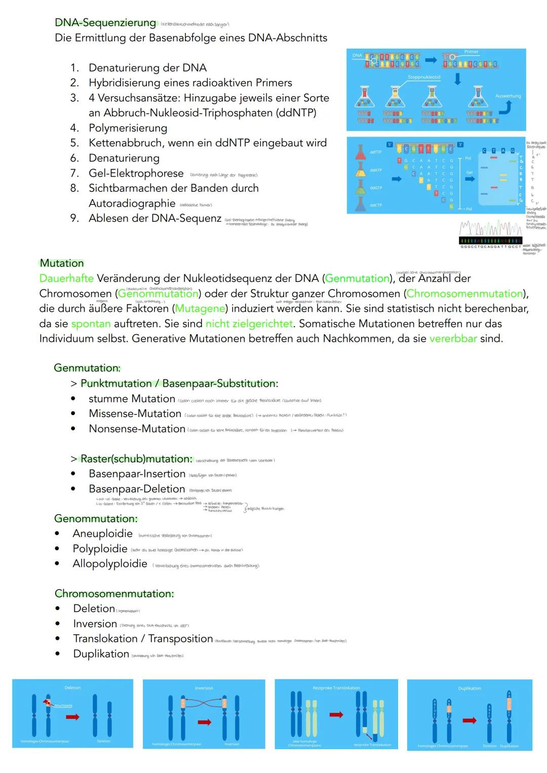 GENETIK
Zytogenetik
Zellkern
> Bau
●
●
●
●
●
|(stoffaustausch)
doppelte Kernmembran mit Kernporentof
verbunden mit Endoplasmatischen Retikul