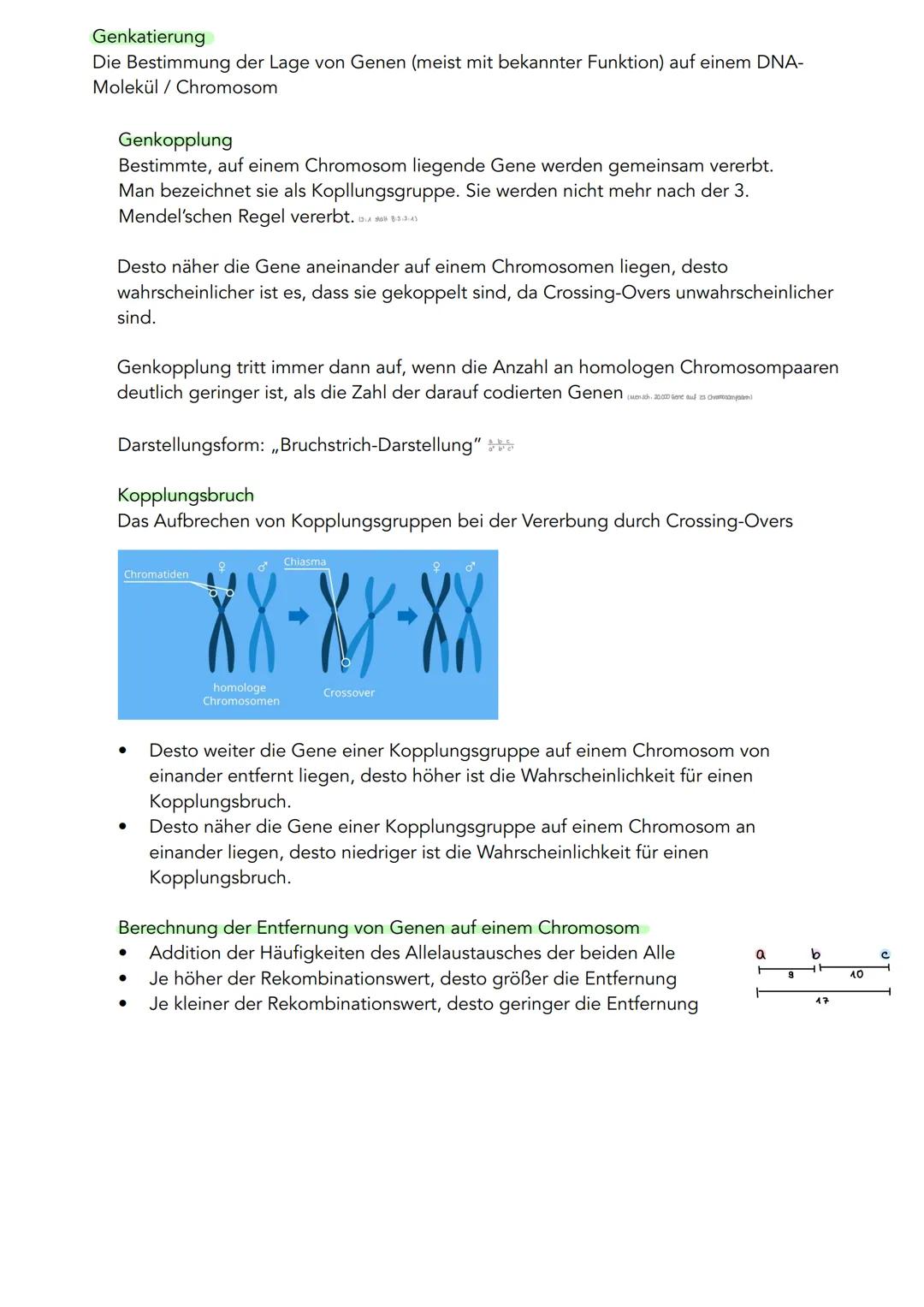 GENETIK
Zytogenetik
Zellkern
> Bau
●
●
●
●
●
|(stoffaustausch)
doppelte Kernmembran mit Kernporentof
verbunden mit Endoplasmatischen Retikul