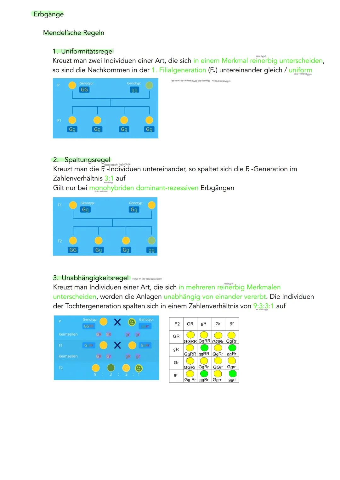 GENETIK
Zytogenetik
Zellkern
> Bau
●
●
●
●
●
|(stoffaustausch)
doppelte Kernmembran mit Kernporentof
verbunden mit Endoplasmatischen Retikul