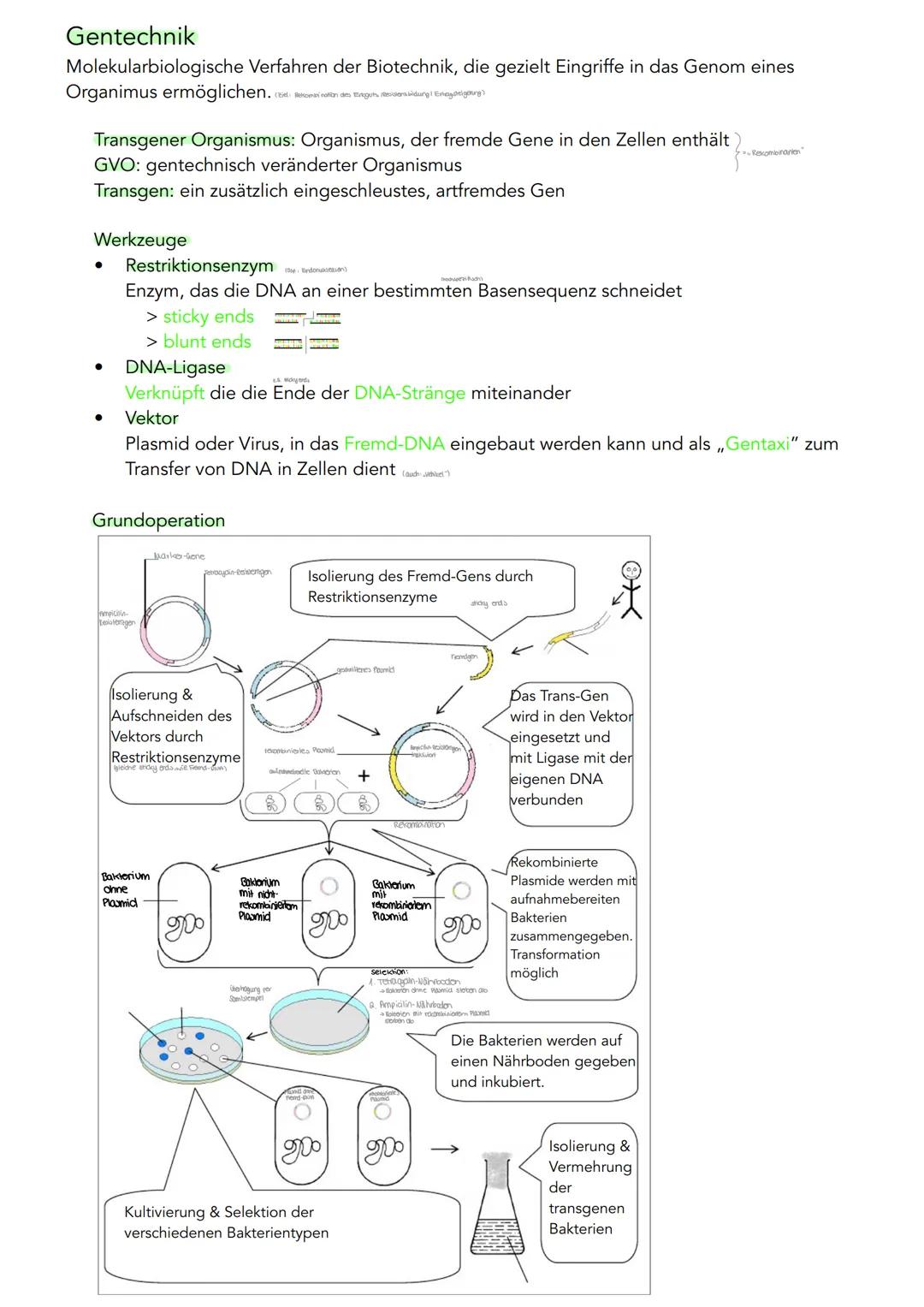 GENETIK
Zytogenetik
Zellkern
> Bau
●
●
●
●
●
|(stoffaustausch)
doppelte Kernmembran mit Kernporentof
verbunden mit Endoplasmatischen Retikul