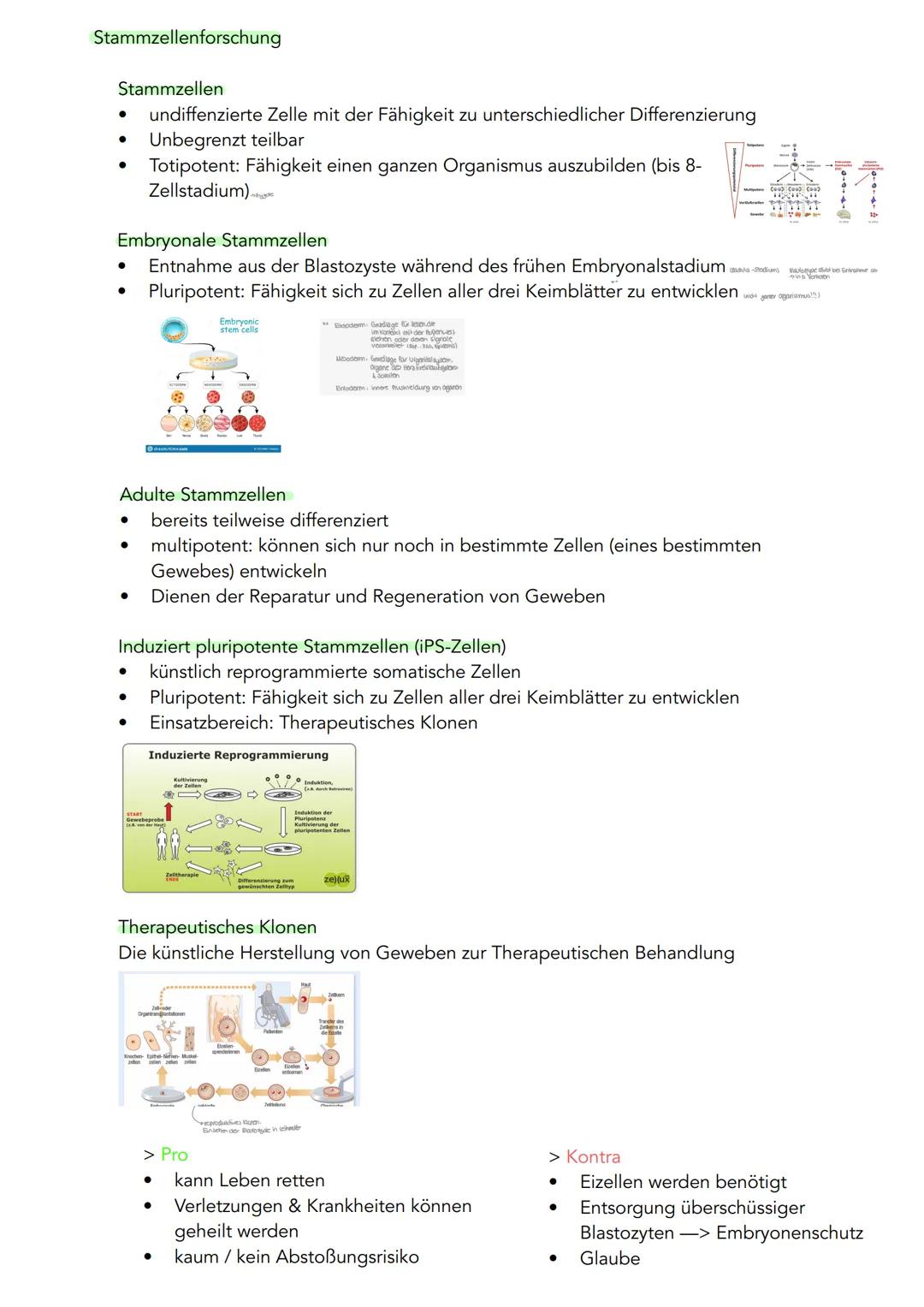 GENETIK
Zytogenetik
Zellkern
> Bau
●
●
●
●
●
|(stoffaustausch)
doppelte Kernmembran mit Kernporentof
verbunden mit Endoplasmatischen Retikul