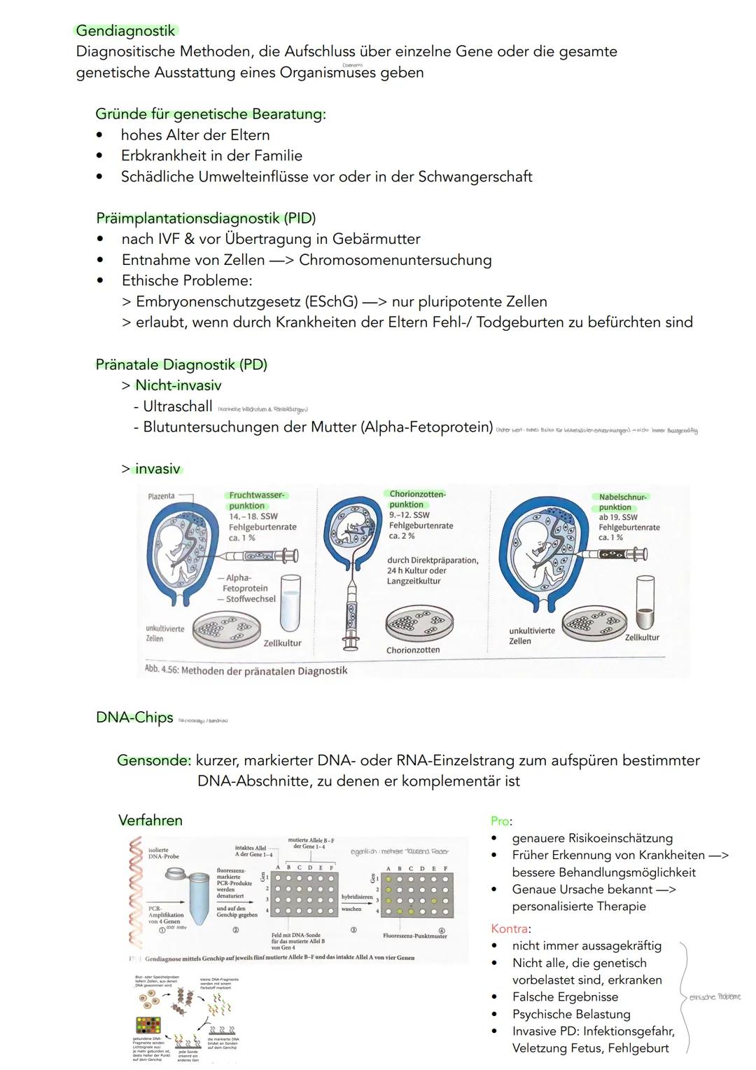 GENETIK
Zytogenetik
Zellkern
> Bau
●
●
●
●
●
|(stoffaustausch)
doppelte Kernmembran mit Kernporentof
verbunden mit Endoplasmatischen Retikul