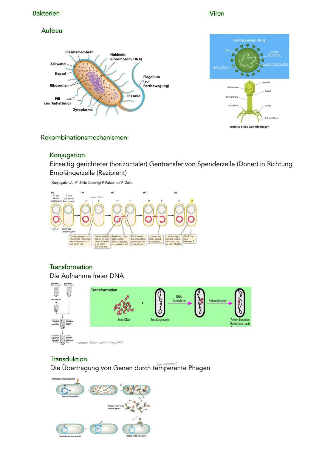 GENETIK
Zytogenetik
Zellkern
> Bau
●
●
●
●
●
|(stoffaustausch)
doppelte Kernmembran mit Kernporentof
verbunden mit Endoplasmatischen Retikul