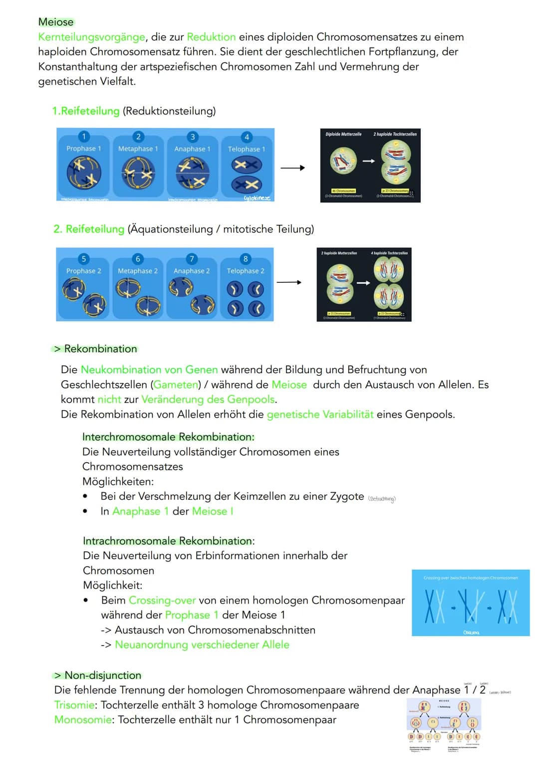 GENETIK
Zytogenetik
Zellkern
> Bau
●
●
●
●
●
|(stoffaustausch)
doppelte Kernmembran mit Kernporentof
verbunden mit Endoplasmatischen Retikul