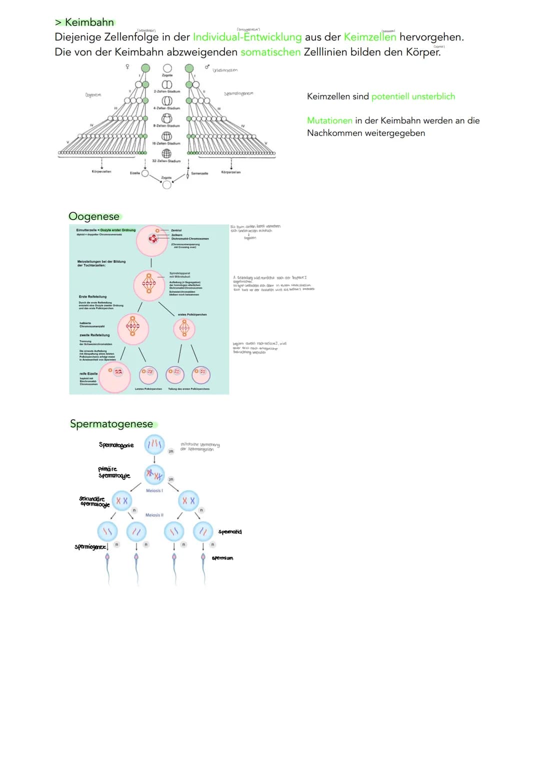 GENETIK
Zytogenetik
Zellkern
> Bau
●
●
●
●
●
|(stoffaustausch)
doppelte Kernmembran mit Kernporentof
verbunden mit Endoplasmatischen Retikul