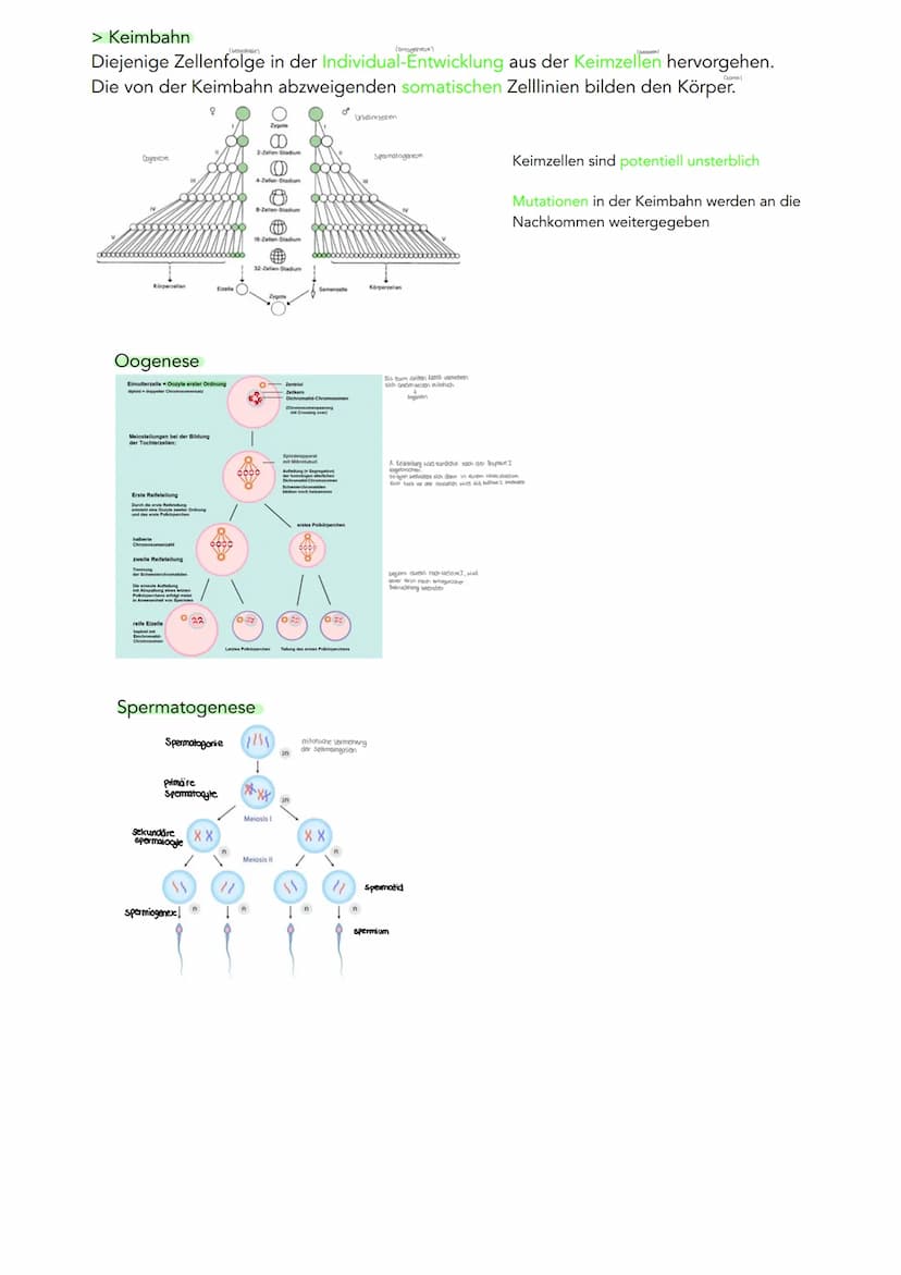 GENETIK
Zytogenetik
Zellkern
> Bau
●
●
●
●
●
|(stoffaustausch)
doppelte Kernmembran mit Kernporentof
verbunden mit Endoplasmatischen Retikul