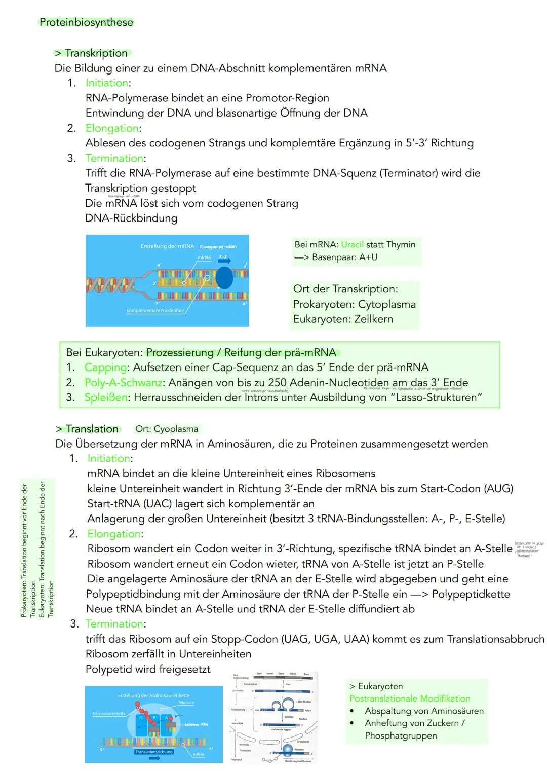 GENETIK
Zytogenetik
Zellkern
> Bau
●
●
●
●
●
|(stoffaustausch)
doppelte Kernmembran mit Kernporentof
verbunden mit Endoplasmatischen Retikul