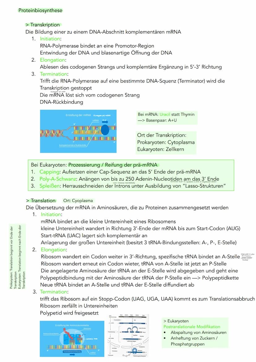 GENETIK
Zytogenetik
Zellkern
> Bau
●
●
●
●
●
|(stoffaustausch)
doppelte Kernmembran mit Kernporentof
verbunden mit Endoplasmatischen Retikul
