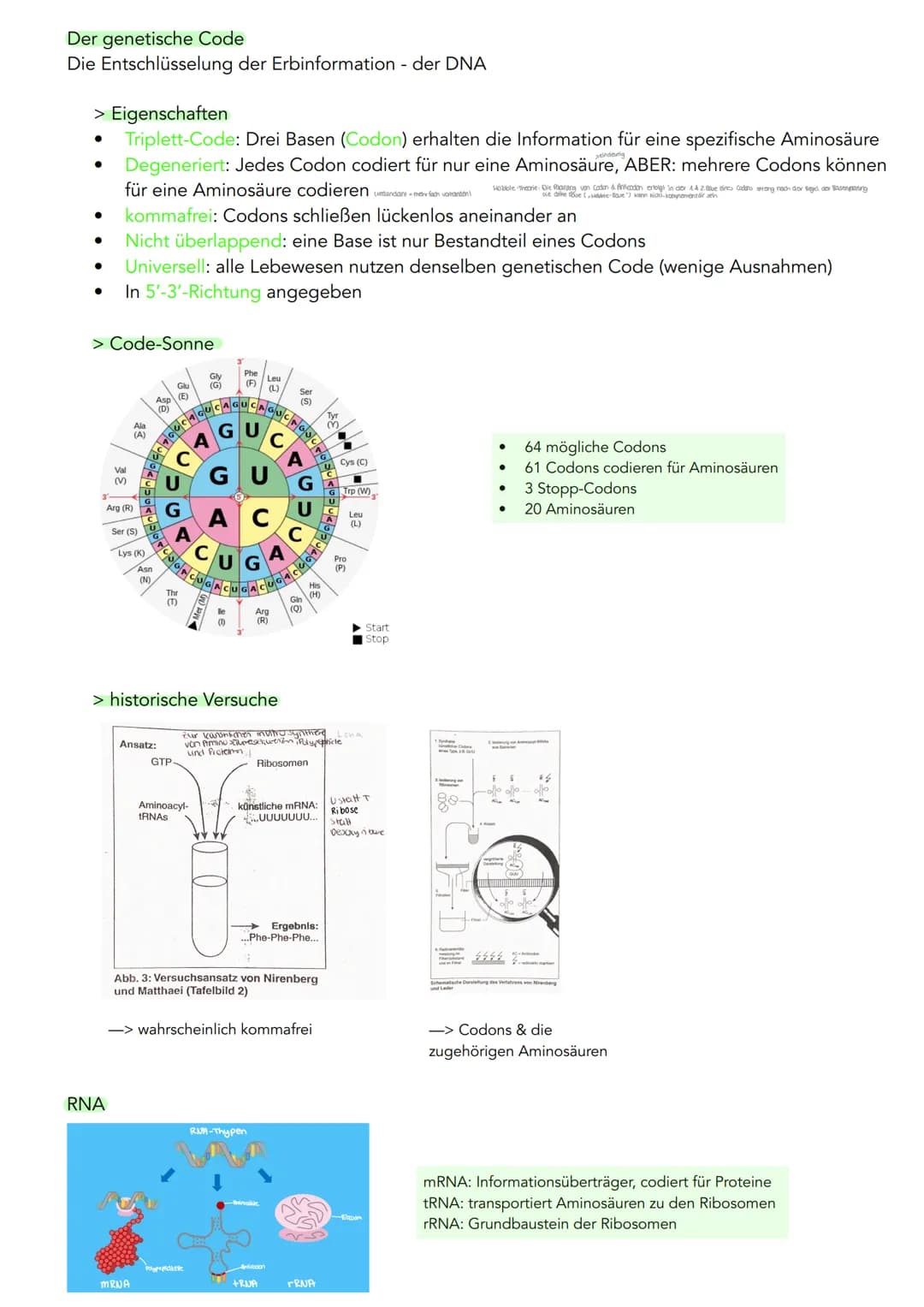 GENETIK
Zytogenetik
Zellkern
> Bau
●
●
●
●
●
|(stoffaustausch)
doppelte Kernmembran mit Kernporentof
verbunden mit Endoplasmatischen Retikul