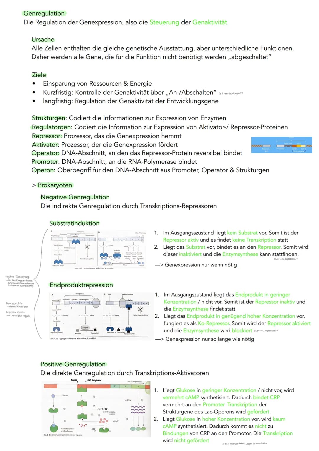 GENETIK
Zytogenetik
Zellkern
> Bau
●
●
●
●
●
|(stoffaustausch)
doppelte Kernmembran mit Kernporentof
verbunden mit Endoplasmatischen Retikul