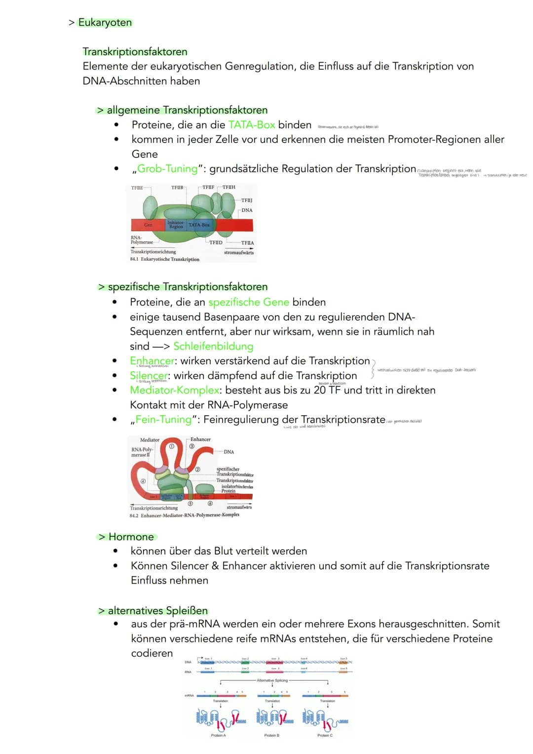 GENETIK
Zytogenetik
Zellkern
> Bau
●
●
●
●
●
|(stoffaustausch)
doppelte Kernmembran mit Kernporentof
verbunden mit Endoplasmatischen Retikul