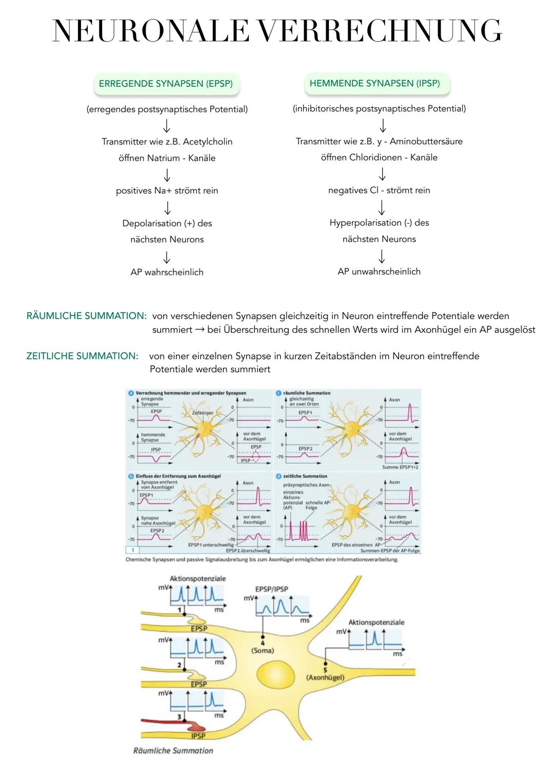 NEURONALE VERRECHNUNG
ERREGENDE SYNAPSEN (EPSP)
(erregendes postsynaptisches Potential)
↓
Transmitter wie z.B. Acetylcholin
öffnen Natrium -