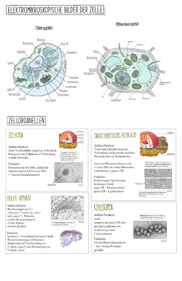 Know Aufbau der Zelle und ihre Organellen thumbnail