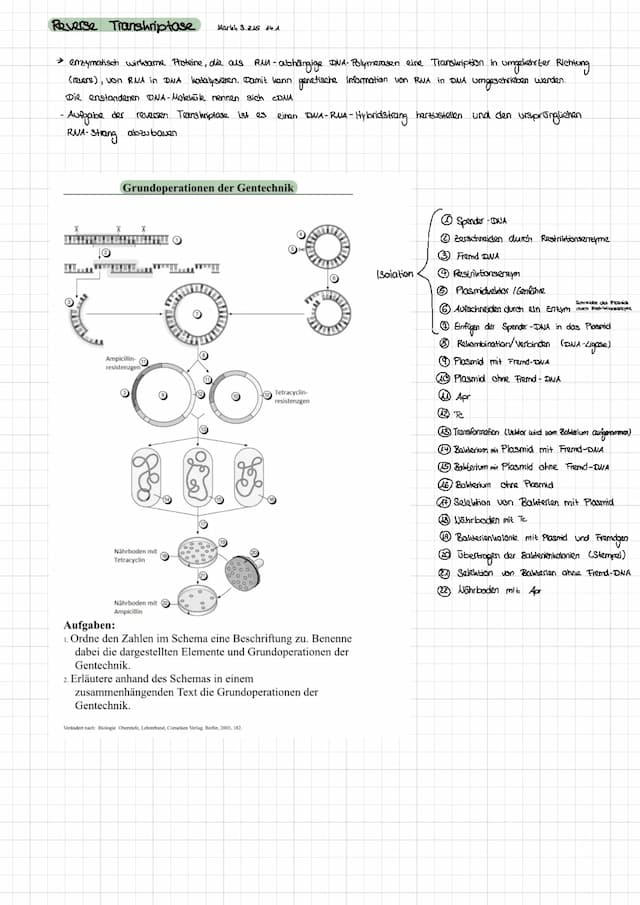 Know Grundoperationen der Gentechnik (LK) thumbnail