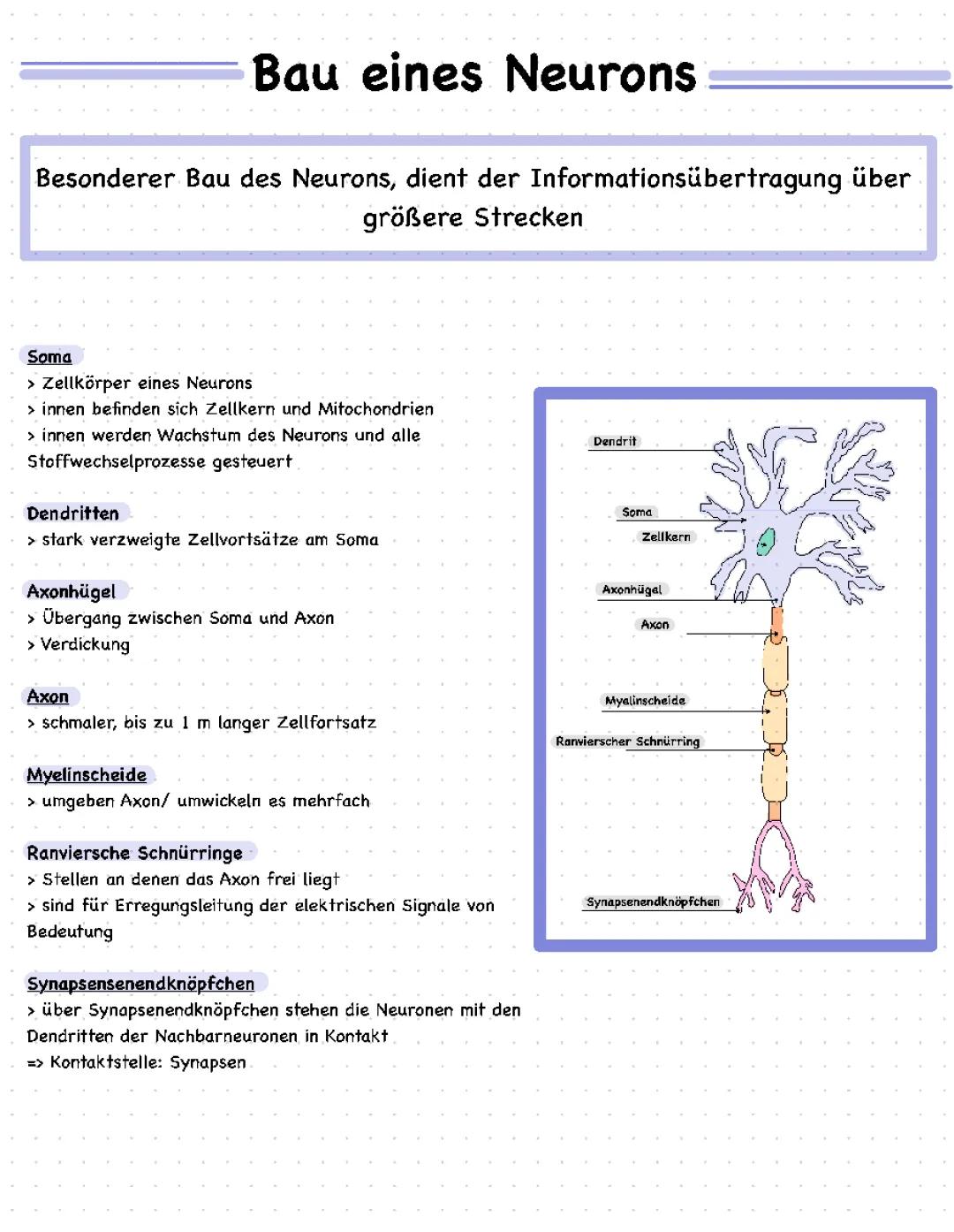 Bau eines Neurons 