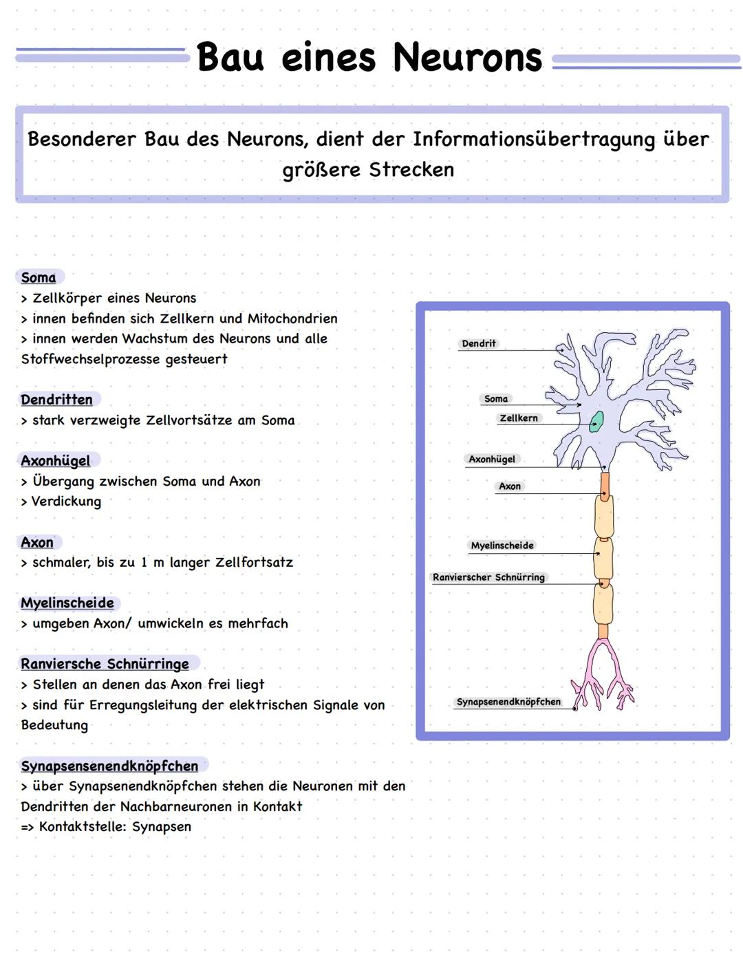 Bau eines Neurons
Besonderer Bau des Neurons, dient der Informationsübertragung über
größere Strecken
Soma
> Zellkörper eines Neurons
> inne
