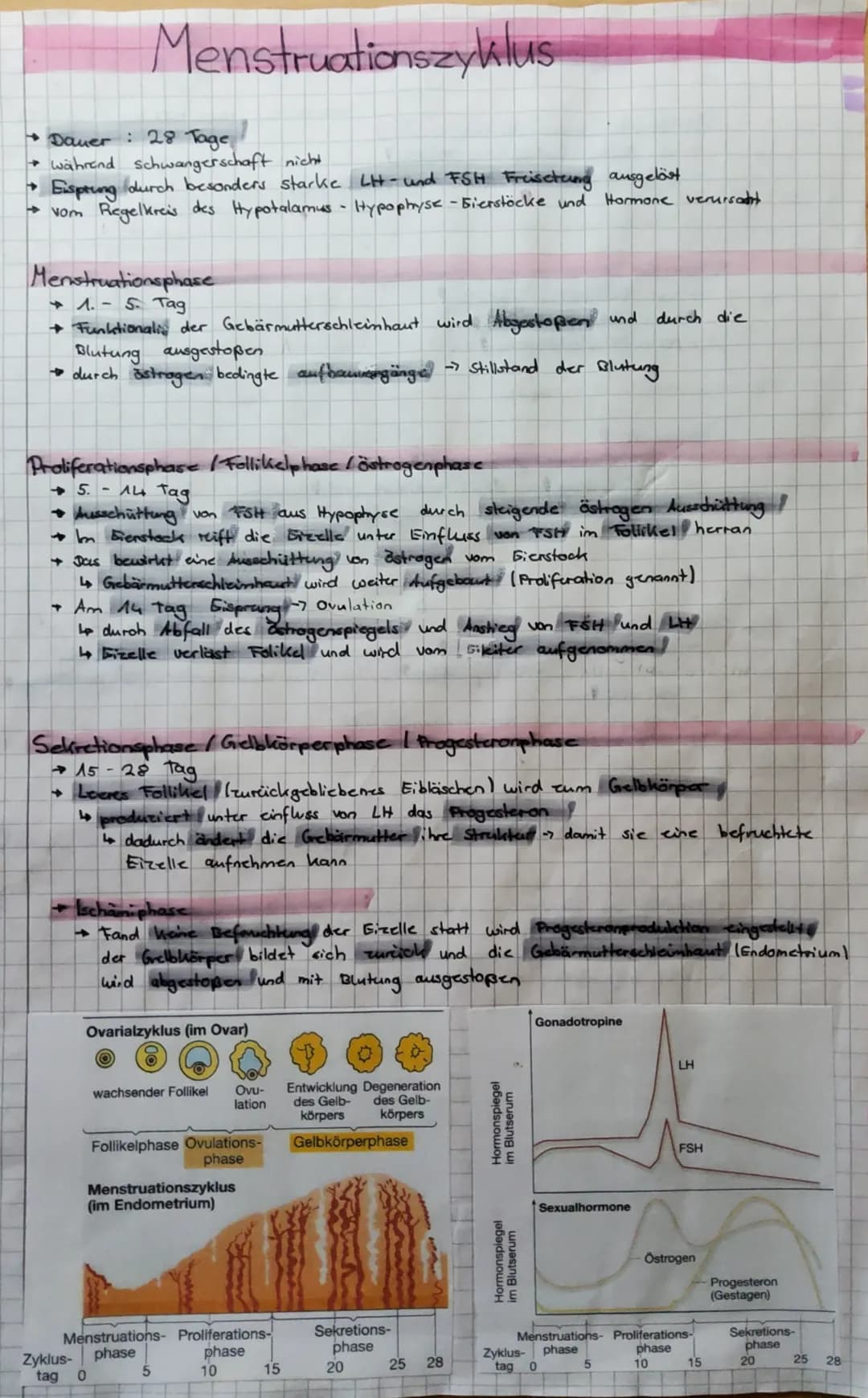 • Dauer: 28 Tage
→ während schwangerschaft nicht
→ Eisprung durch besonders starke LH- und FSH Freisetung ausgelöst
→vom Regelkreis des Hypo