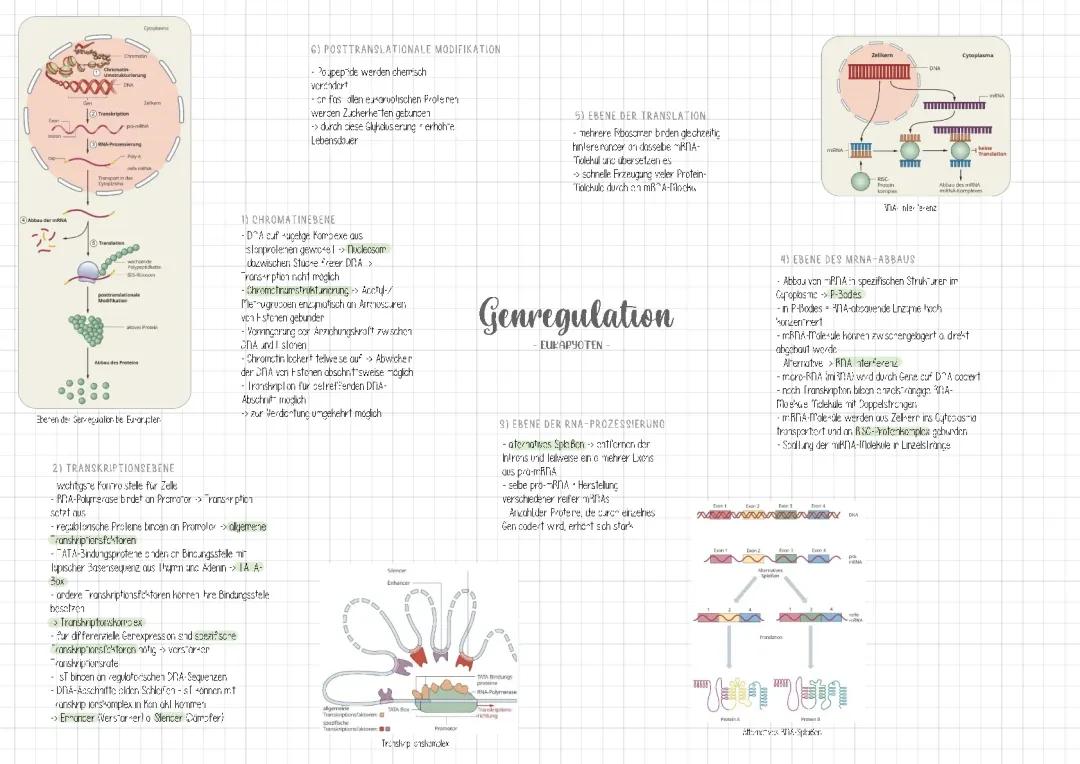 Genregulation Eukaryoten 