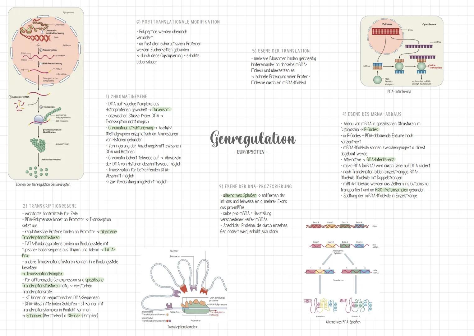 (4) Abbau der mRNA
رار
sow Boot
eo
Chromatin
Umstrukturierung
Transkription
RNA-Prozessierung
-pra-ANA
Poly A
Translation
Transport in das
C