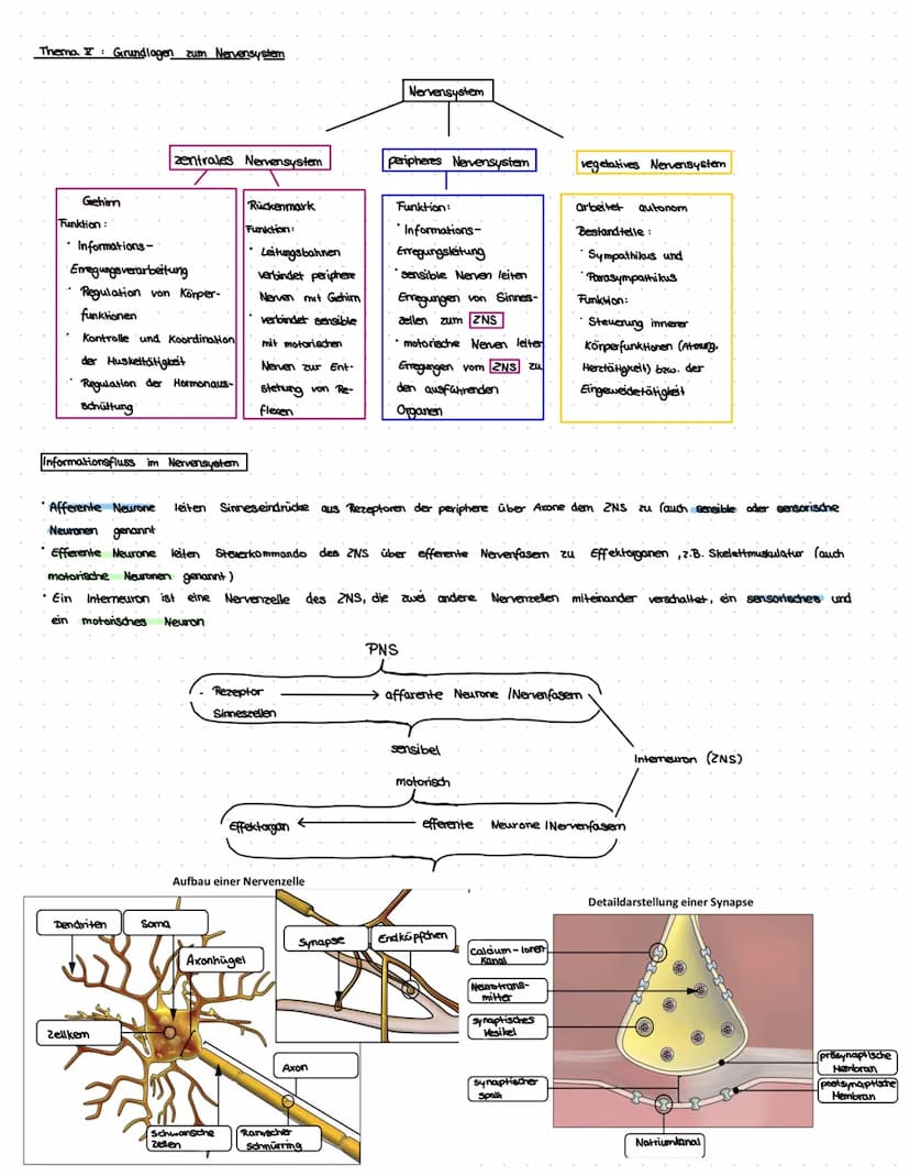 <p>Thema I: Aufbau und Funktion des Gehirns</p>
<p>Das Gehirn ist ein komplexes Organ mit verschiedenen Bestandteilen und Funktionen, die es