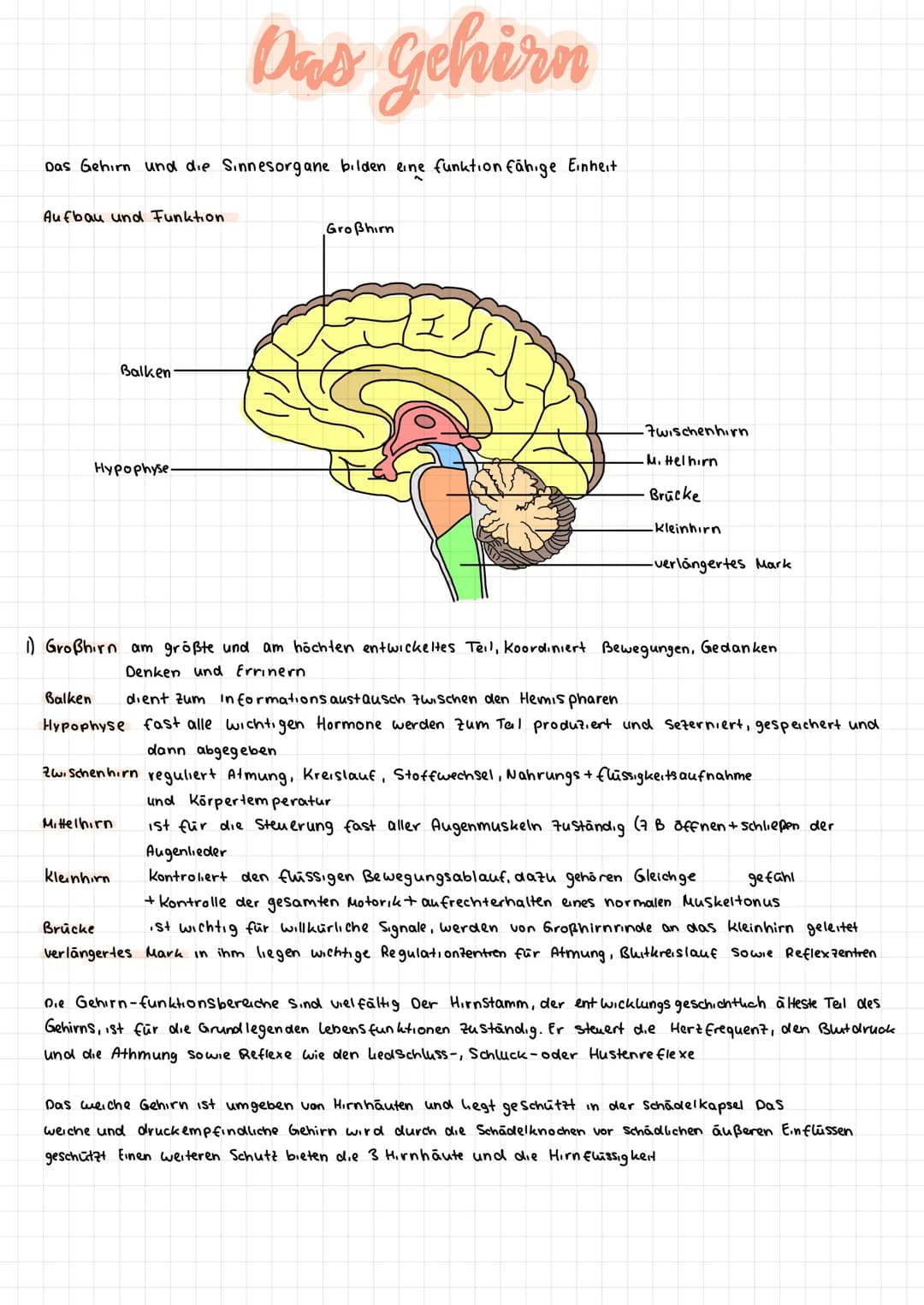 Das Gehirn und die Sinnesorgane bilden eine funktion fähige Einheit
Aufbau und Funktion.
Hypophyse
Balken
Balken
Hypophyse
Das Gehirn
Mittel