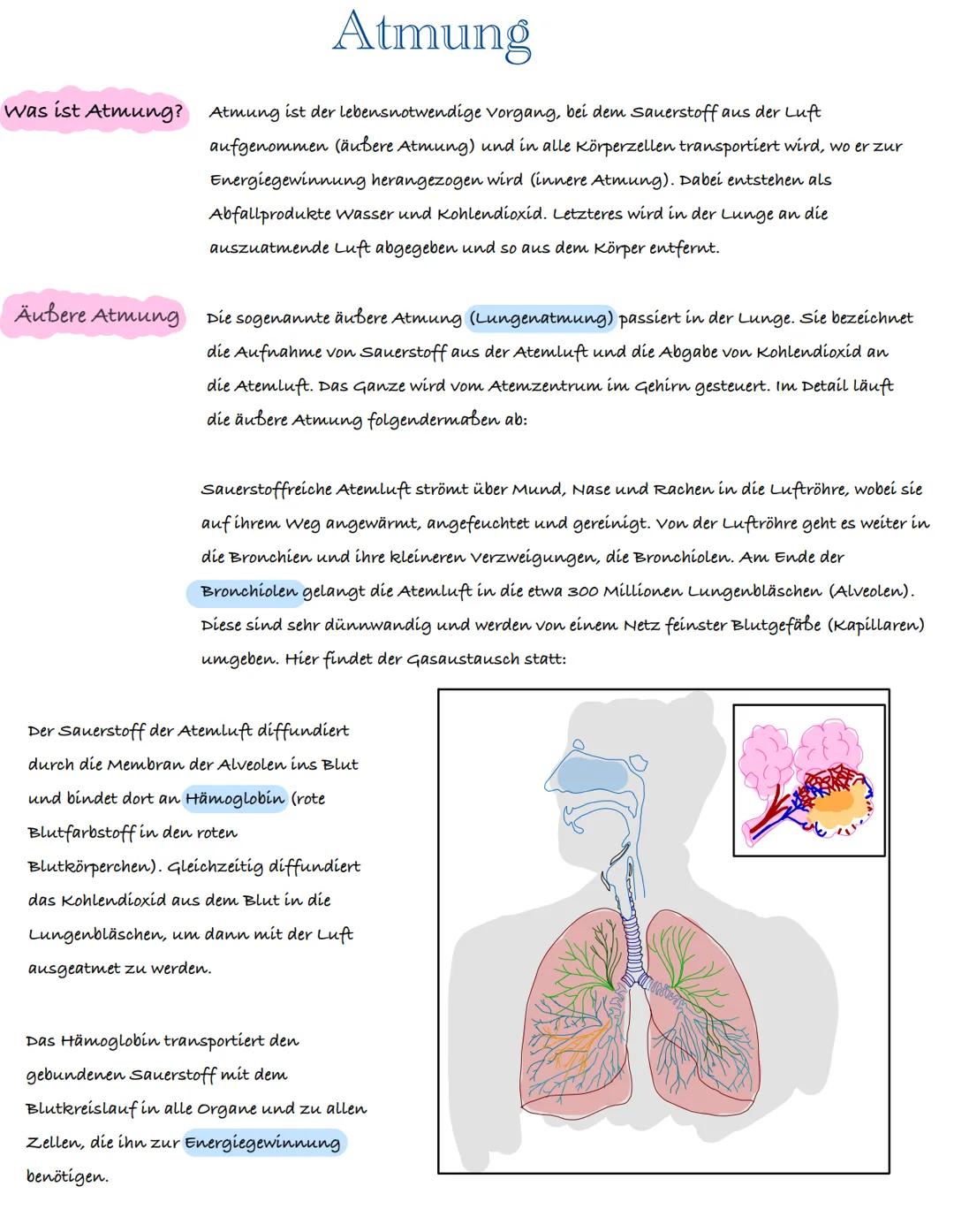 # Atmung

Was ist Atmung? Atmung ist der lebensnotwendige vorgang, bei dem Sauerstoff aus der Luft
aufgenommen (äußere Atmung) und in alle K