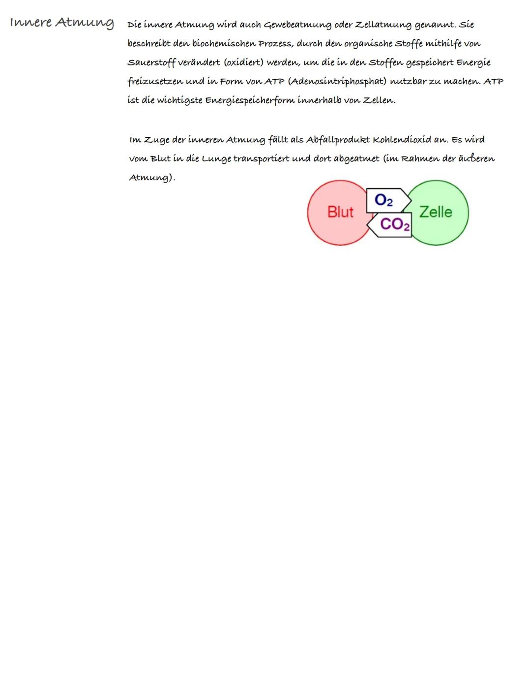 # Atmung

Was ist Atmung? Atmung ist der lebensnotwendige vorgang, bei dem Sauerstoff aus der Luft
aufgenommen (äußere Atmung) und in alle K