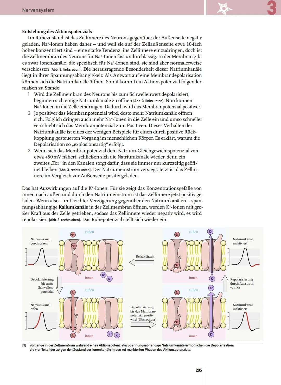 - Reflex
- automatische, relativ stereotyp ablaufende Bewegung, die durch einen Reiz hervorgerufen wird
Bedingter Reflex:
- Reflex, bei dem 