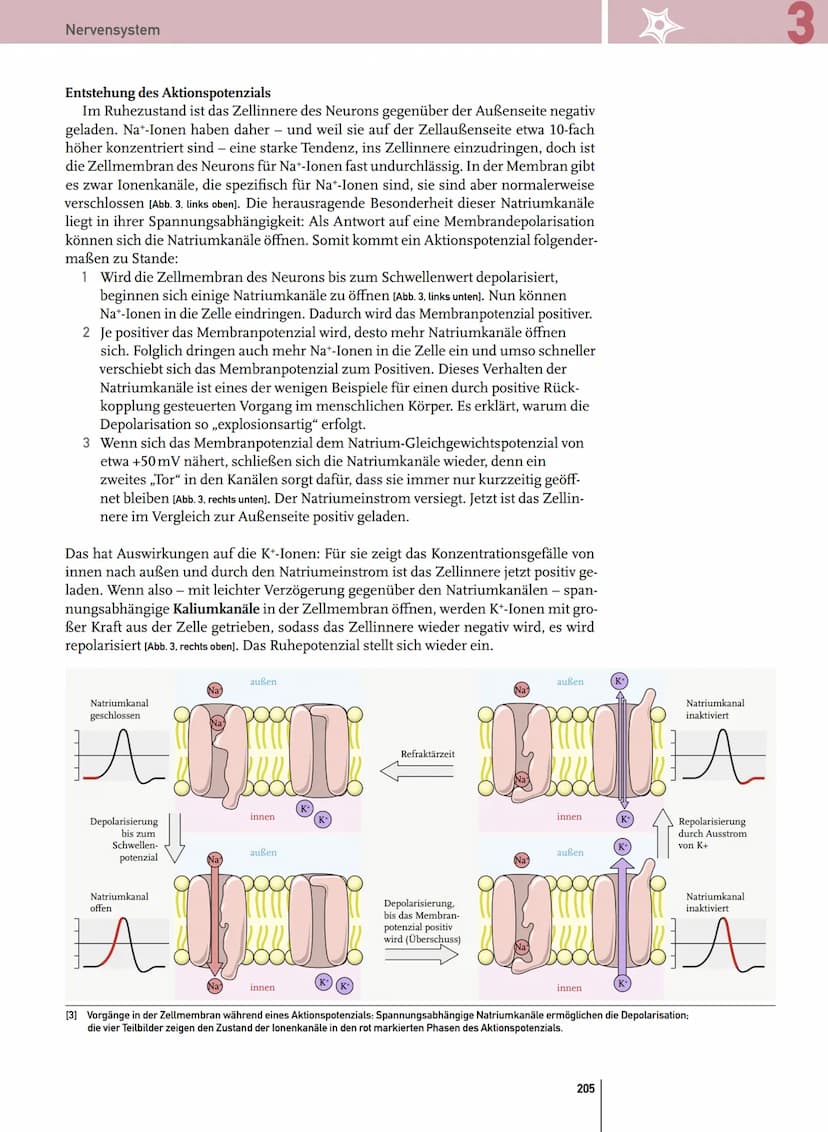 - Reflex
- automatische, relativ stereotyp ablaufende Bewegung, die durch einen Reiz hervorgerufen wird
Bedingter Reflex:
- Reflex, bei dem 