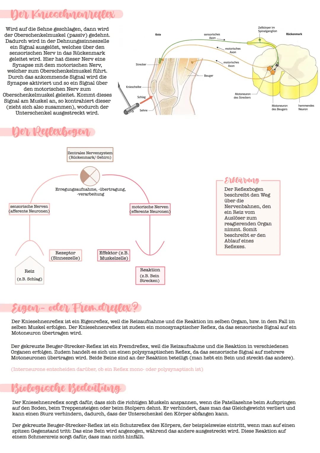 - Reflex
- automatische, relativ stereotyp ablaufende Bewegung, die durch einen Reiz hervorgerufen wird
Bedingter Reflex:
- Reflex, bei dem 