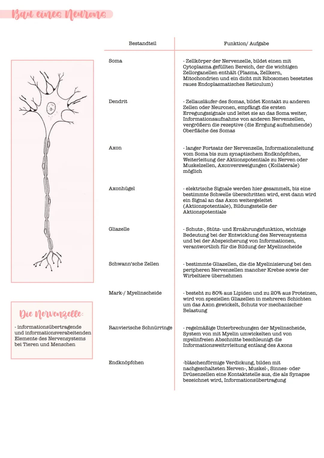 - Reflex
- automatische, relativ stereotyp ablaufende Bewegung, die durch einen Reiz hervorgerufen wird
Bedingter Reflex:
- Reflex, bei dem 