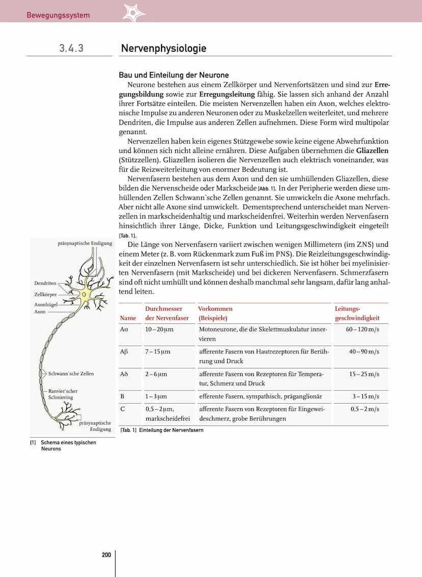 - Reflex
- automatische, relativ stereotyp ablaufende Bewegung, die durch einen Reiz hervorgerufen wird
Bedingter Reflex:
- Reflex, bei dem 