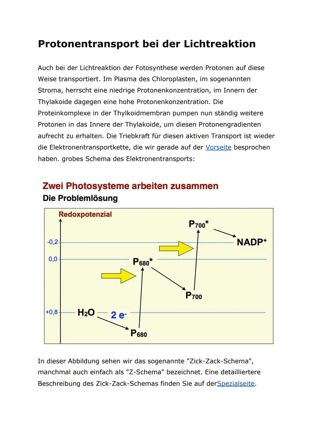 Protonentransport bei der Lichtreaktion
Auch bei der Lichtreaktion der Fotosynthese werden Protonen auf diese
Weise transportiert. Im Plasma