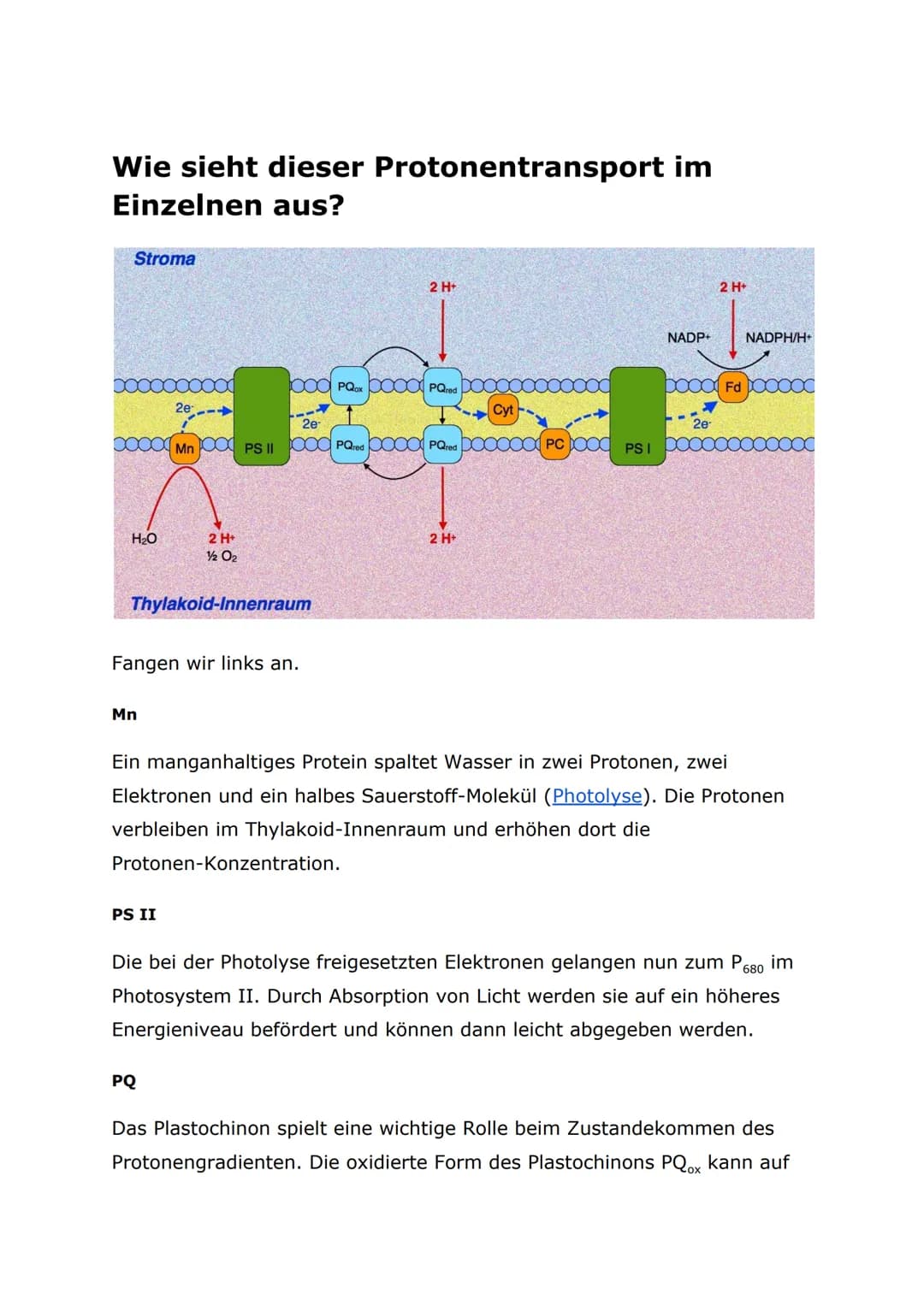 Protonentransport bei der Lichtreaktion
Auch bei der Lichtreaktion der Fotosynthese werden Protonen auf diese
Weise transportiert. Im Plasma