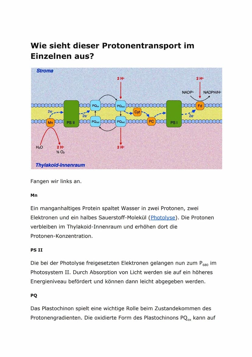 Protonentransport bei der Lichtreaktion
Auch bei der Lichtreaktion der Fotosynthese werden Protonen auf diese
Weise transportiert. Im Plasma