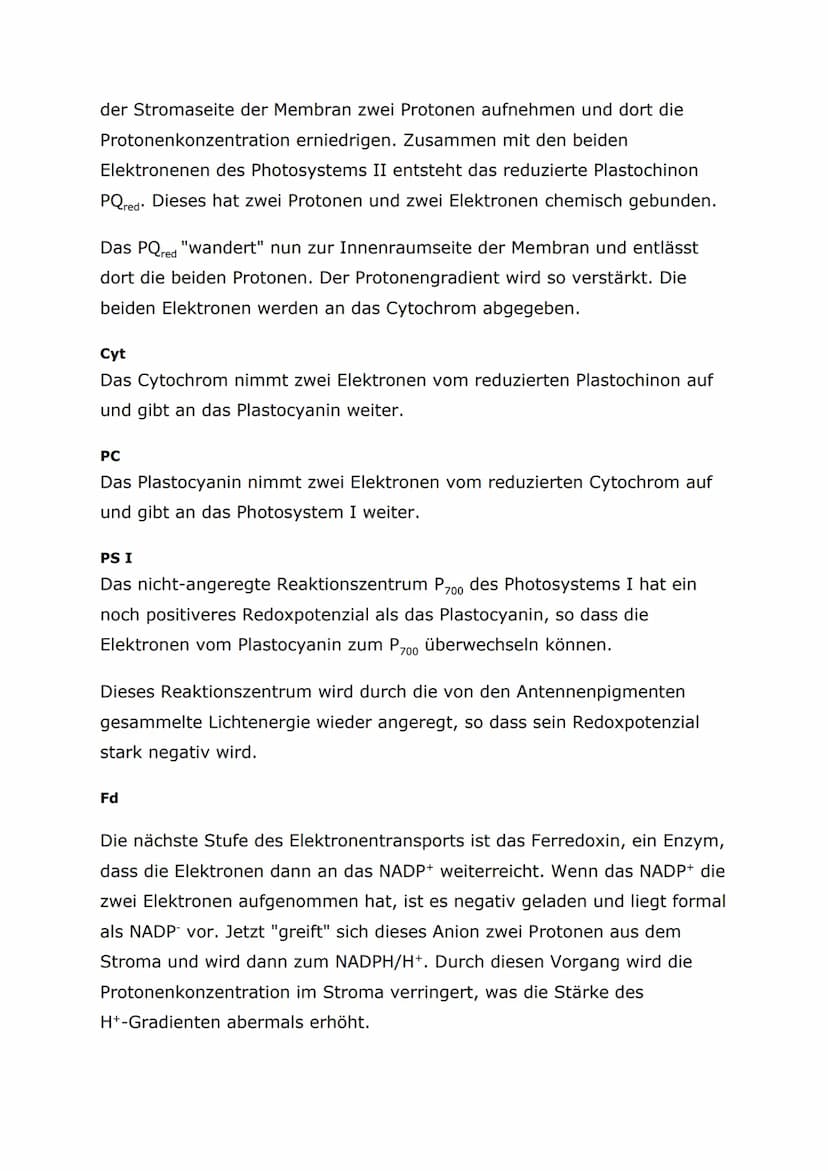 Protonentransport bei der Lichtreaktion
Auch bei der Lichtreaktion der Fotosynthese werden Protonen auf diese
Weise transportiert. Im Plasma