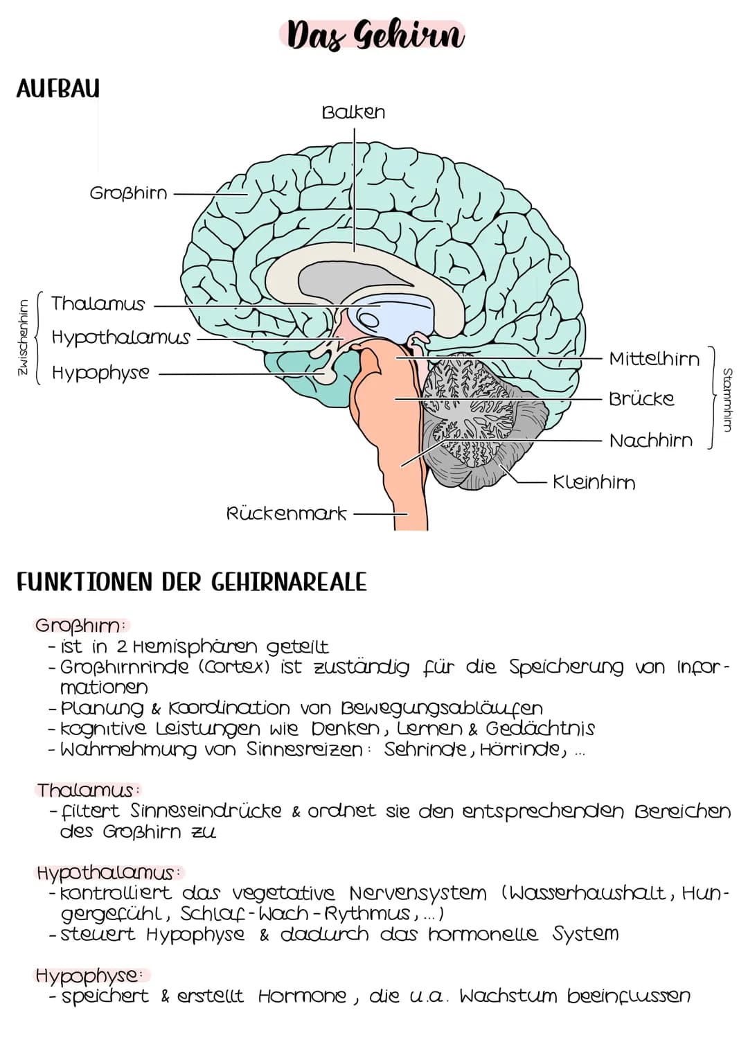 Neurobio-
logie AUFBAU DES AUGES
Linsenbänder
(zanulafasern)
Linse
vordere
Augenkammer
Pupille
4-64mm ²
Kornea
(Hornhaut)
Iris
hintere
Augen