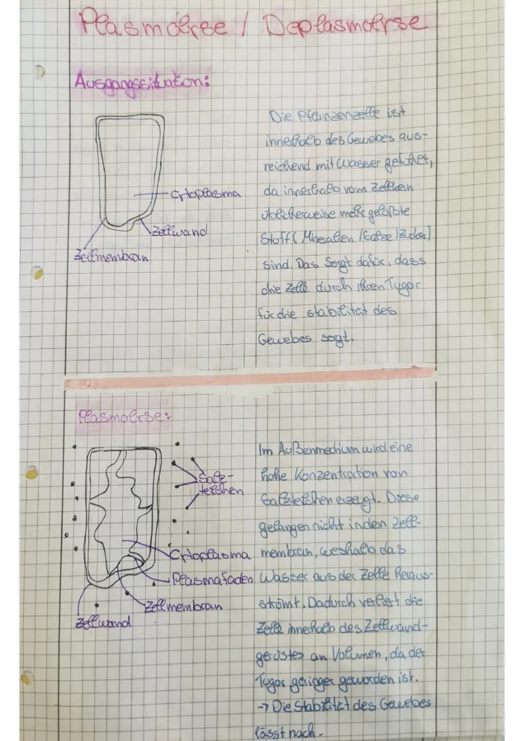 Plasmolyse/Deplasmolyse